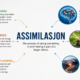 assimilasjon